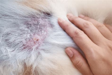 Is Skin Cancer In Dogs Painful