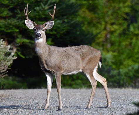 My, what a handsome Buck you are! – Mendonoma Sightings