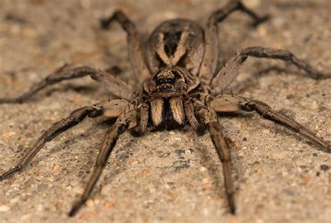 Wolf Spider Identification Chart