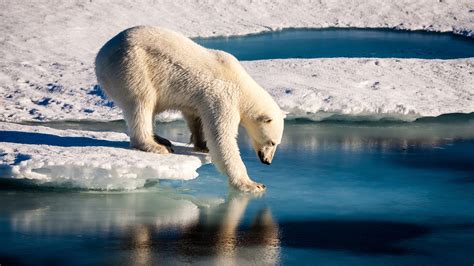 Commentary: Arctic habitat needs to be saved for polar bears