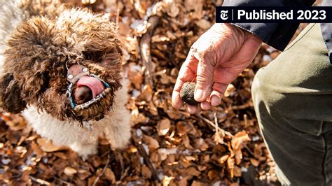 Hunting for Truffles Is a Perilous Pursuit, Especially for the Dogs Who ...