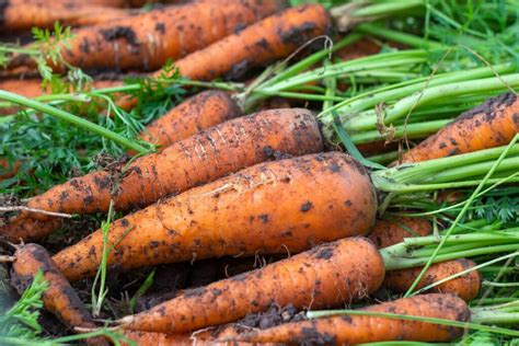 Harvesting carrots: procedure and storage - Plantura