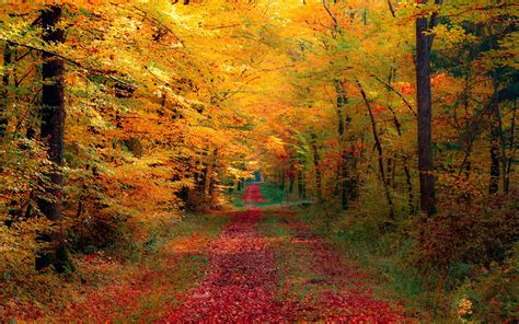 🔥 [50+] Autumn Forest Desktop Wallpapers | WallpaperSafari