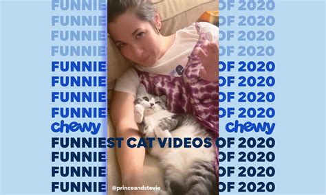 Funny Feline Alert: The 16 Best Funny Cat Videos of 2020 | BeChewy