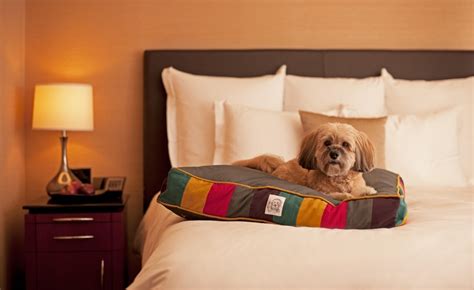 pet friendly hotels orlando area - Dorris Byers