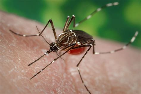 Aedes | Description, Life Cycle, & Disease Transmission | Britannica