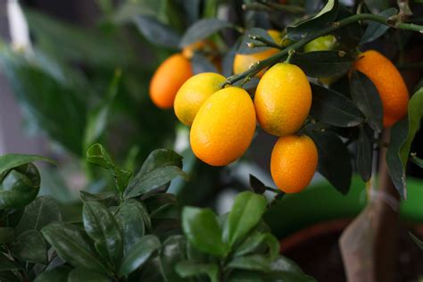 How to Grow a Kumquat Tree Indoors - Food Gardening Network