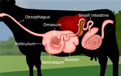 Ruminant Animals and Rumination - Jotscroll