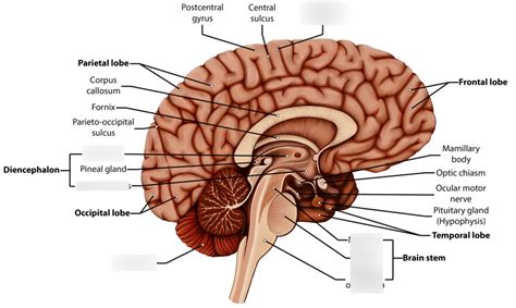 Labeled Parts of the Brain Diagram | Quizlet