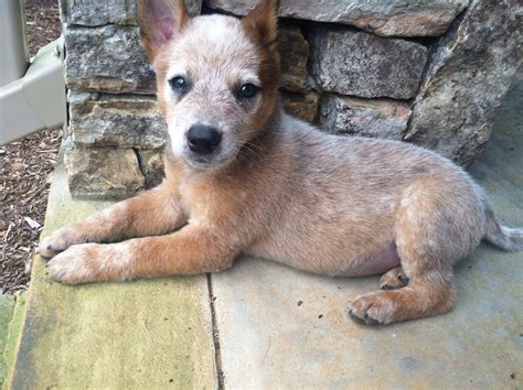 Sweet Red Heeler puppy | Heeler puppies, Cattle dogs rule, Red heeler ...