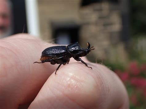 Rhinoceros Beetle - Natural History Society of Northumbria