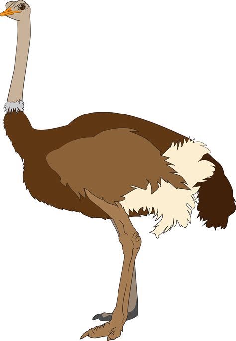 Ostrich Clipart Bird African Picture Ostrich Clipart Bird African | The ...