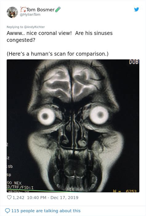 Someone Shows What A Pug’s MRI Scan Looks Like And It’s Pretty ...