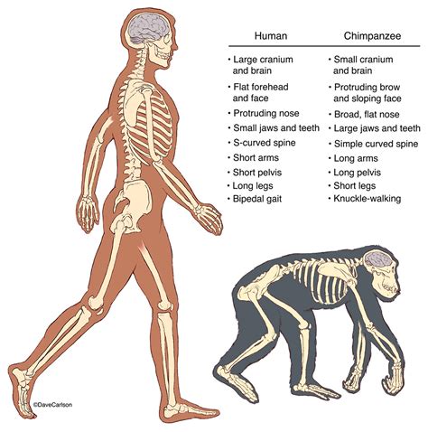 Human & Chimpanzee Skeletons | Carlson Stock Art