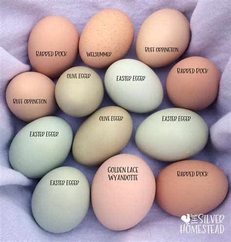 Chicken Egg Colors Chart: Blue, Purple, Green And More