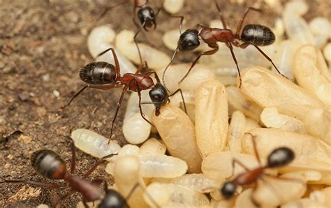 Carpenter Ant Identification & Treatment Information