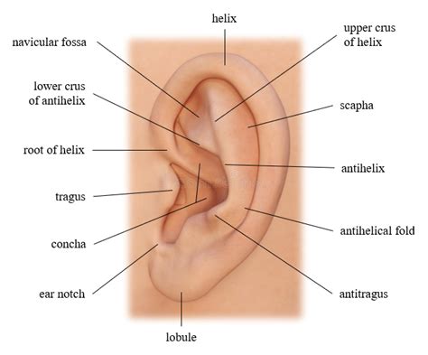 Outer ear structure, image elaborated by the author. | Download ...