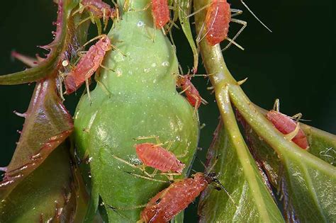 Best Spray for Aphids on Roses - Back Gardener