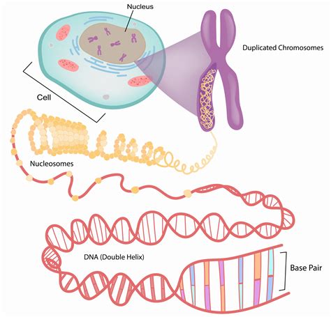 5.2 The Genetic Basis of Gene Expression – The Evolution and Biology of Sex