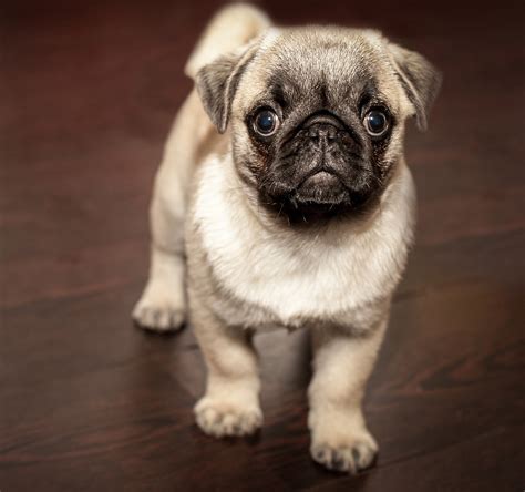 Pug: Dog Breed Information, Facts and Pictures | Dog Lover India