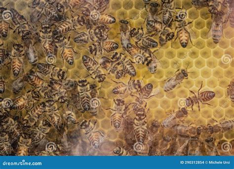 Swarm of Bees in a Beehive for Honey Production Stock Photo - Image of ...