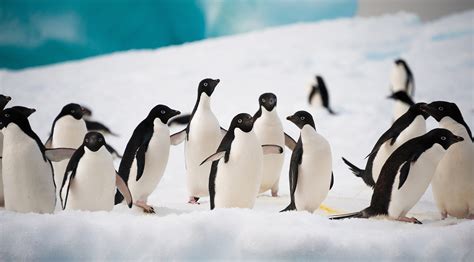 What animals live in Antarctica? - Aurora Expeditions™