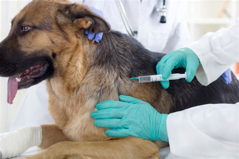 Responsabilidad de la veterinaria encargada de cuidar a la mascota del ...