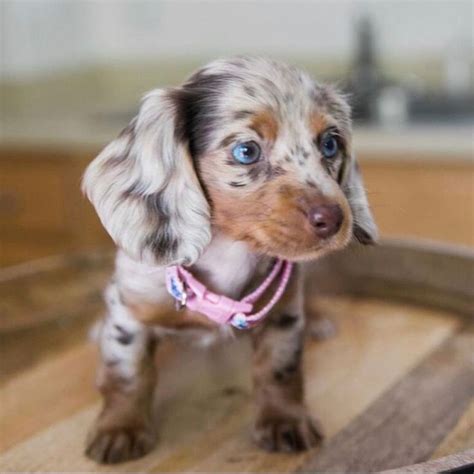 Dapple Dachshund Long Haired in 2022 | Dapple dachshund, Dapple ...