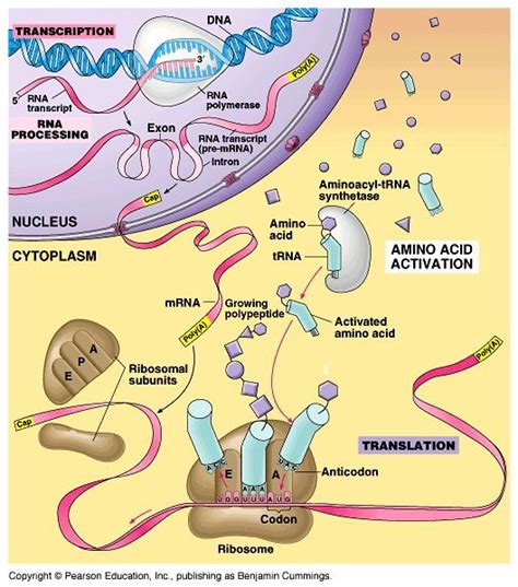 DISCOVERY OF CHEMICAL STRUCTURE OF DNA – FEBRUARY 28, 1953 | Biology ...