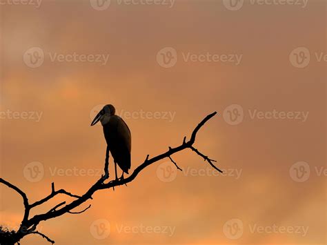 Silhouette bird at sunset 846170 Stock Photo at Vecteezy