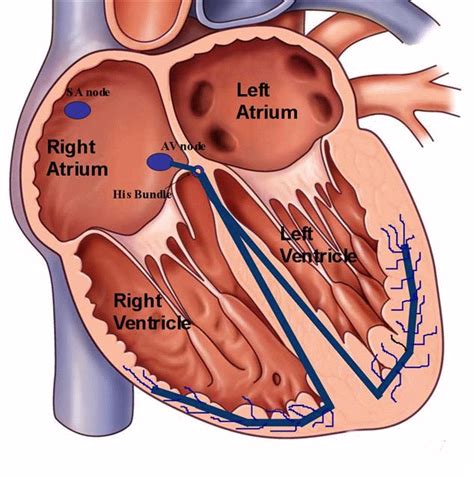 Sinoatrial Node Location In Heart