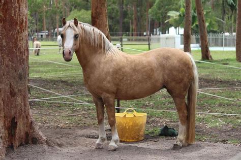 Palomino Sabino Stallion | Equine photography, Horses, Equines