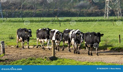 New Zealand Cows stock image. Image of track, livestock - 98384299