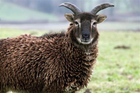 Soay sheep - Native Breed.org