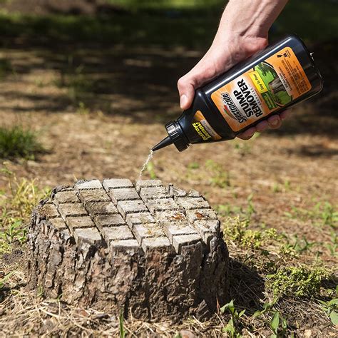 Palm Tree Stump Removal: A How-To Guide