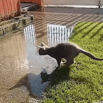 puddle gifs | WiffleGif