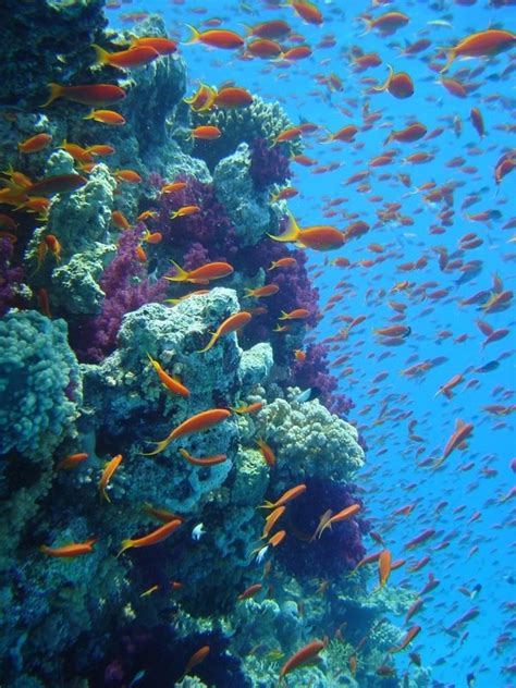 Visiting the Great Barrier Reef Marine Park