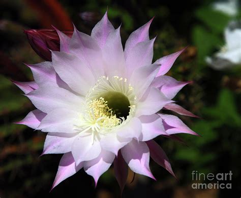 Cactus Bloom Photograph by Davids Digits - Fine Art America