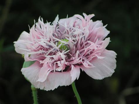 Free picture: opium, poppy, flower