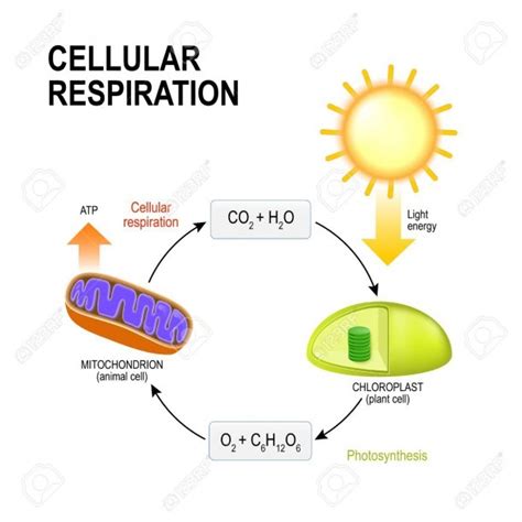 Diagram Of Cellular Respiration