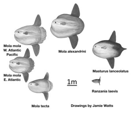 Species and Distribution | Ocean Sunfish