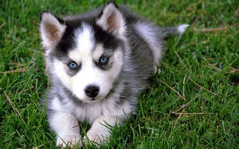 White and black Alaskan Malamute puppy, Siberian Husky , dog, puppies ...