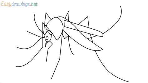 How to Draw a Mosquito step by step - [8 Easy Phase] + [Video]