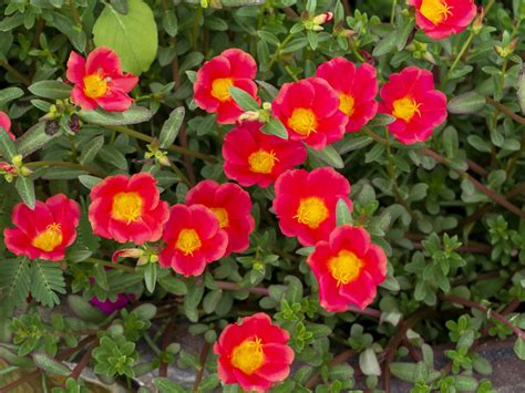 Here's Why I Buy an Ornamental Purslane Plant Every Summer