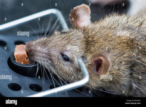 Rat caught in trap Stock Photo - Alamy