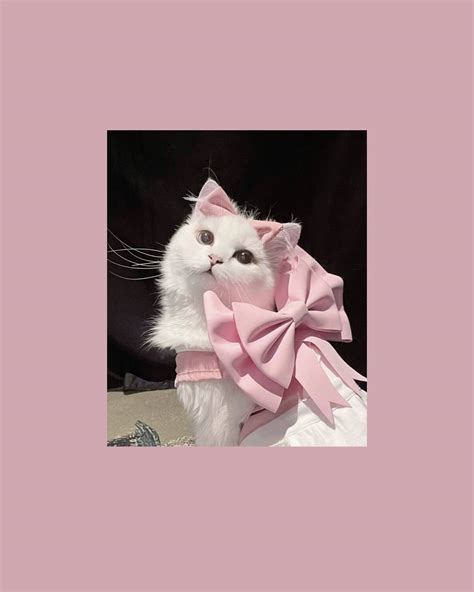 [200+] Cute Cat Aesthetic Wallpapers | Wallpapers.com