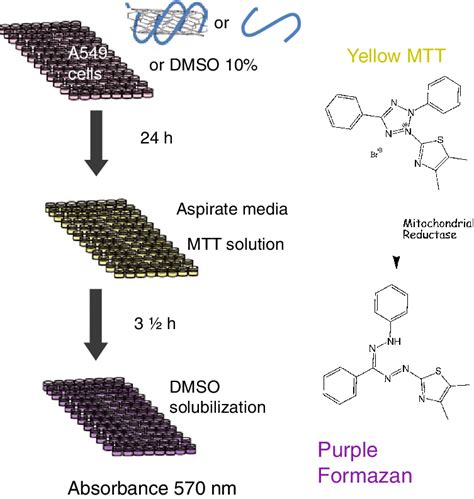 Schematic of the MTT assay. | Download Scientific Diagram