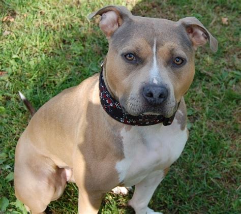 German Shepherd Pitbull Mix Puppies | Pitbull Puppies