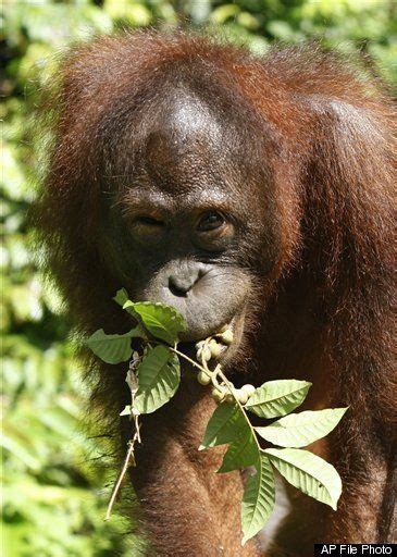 Orangutan Boxing In Thailand Draws Criticism From Animal Activists ...