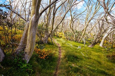 Mount Buller Walking and Biking Trails in Summer Stock Image - Image of ...